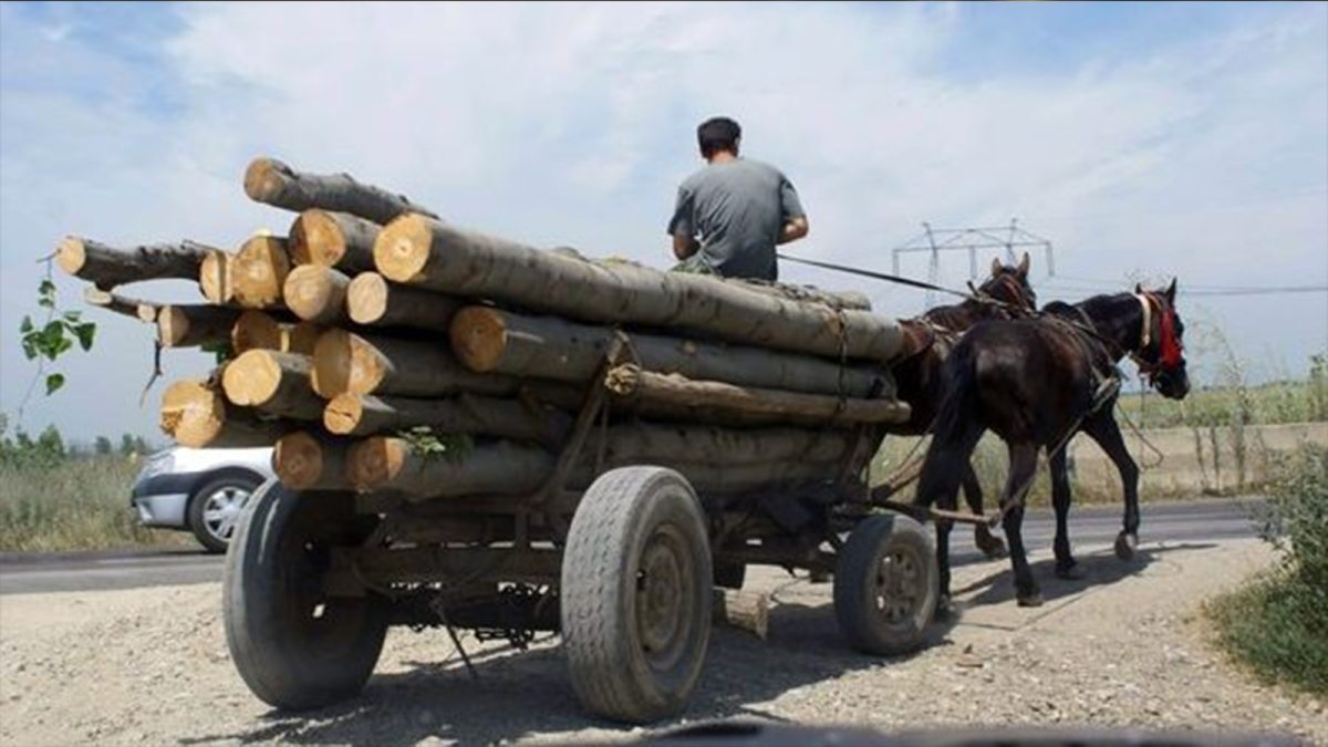 Prețurile pentru lemnele de foc, practicate de Direcția Silvică Iași, nu au crescut. TVA-ul este mai mare de la 1 august 2025