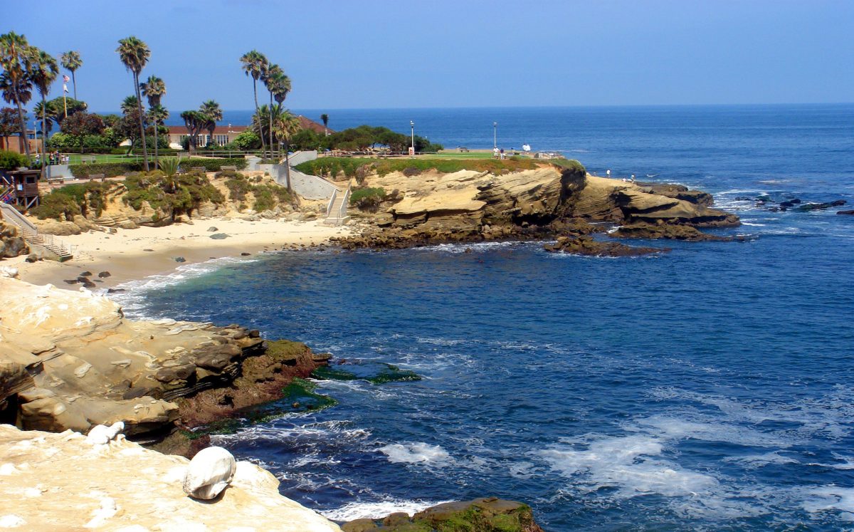 O studentă a găsit pe o plajă o specie rară de scoici. Iată escoperirea uimitoare din California