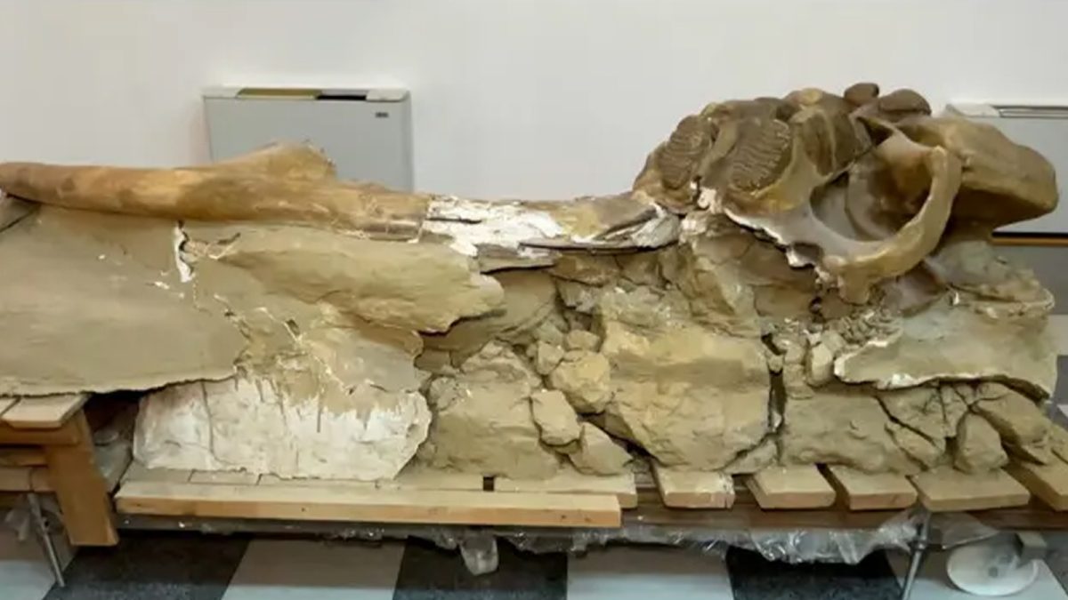 Fildeșul de mamut va fi expus în premieră la Palatul Culturii, în luna octombrie, când se împlinesc 100 de ani de la inaugurarea instituției de cultură din Iași