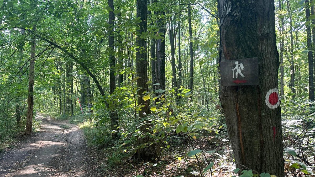 Acțiune de ecologizare în Pădurea Bârnova-Repedea, la Iași. Voluntari, împreună cu specialiști de mediu și silvicultură, fac curățenie în păduri