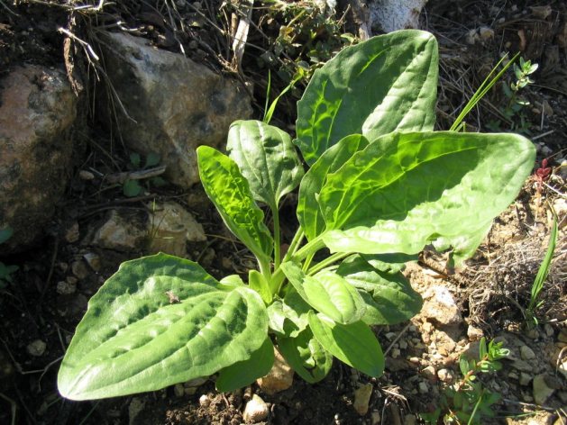 Dacă observi această plantă, stai pe o comoară ascunsă