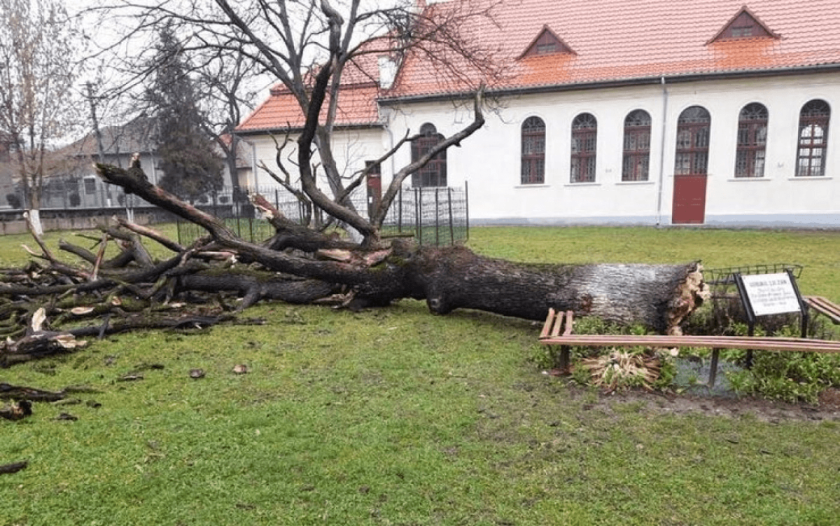 Stejarul lui Arsenie Boca: Simbolul spiritualității transformat prin artă sacră