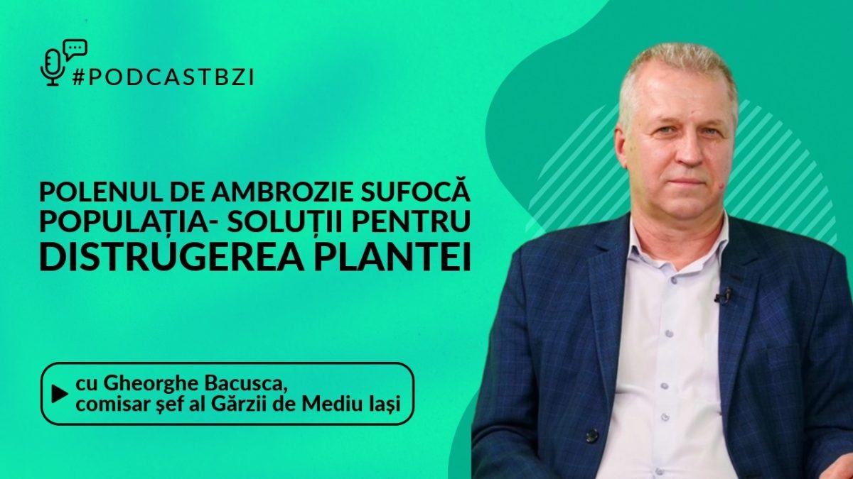 Polenul de ambrozie sufocă populația! Ce soluții există pentru distrugerea plantei, aflați de la Gheorghe Bacușcă, comisar șef al Gărzii de Mediu Iași, într-un nou episod de #PodcastBZI!