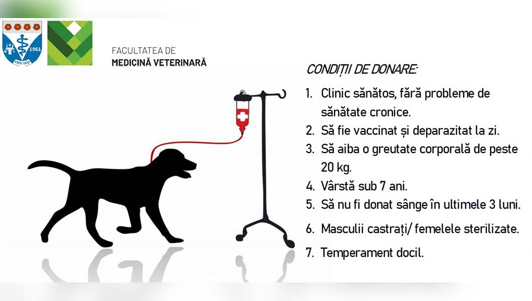 Facultatea de Medicină Veterinară Iași caută câini donatori de sânge pentru urgențe medicale