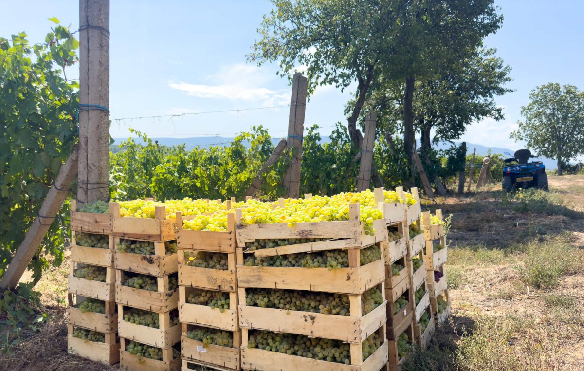 Cât costă kg de struguri pentru vin? Iată cum îți dai seama că sunt buni!
