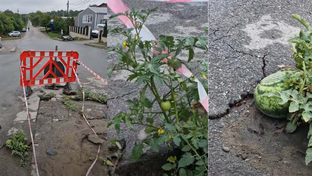 Agricultura urbană din România! Pepenii și roșiile cresc direct din gropile din asfalt, la Botoșani