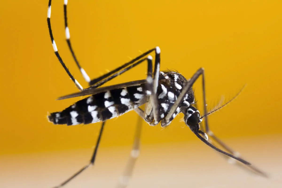 Cât de periculoasă este mușcătura (înțepătura) de țânțar tigru? Ce este virusul Zika?