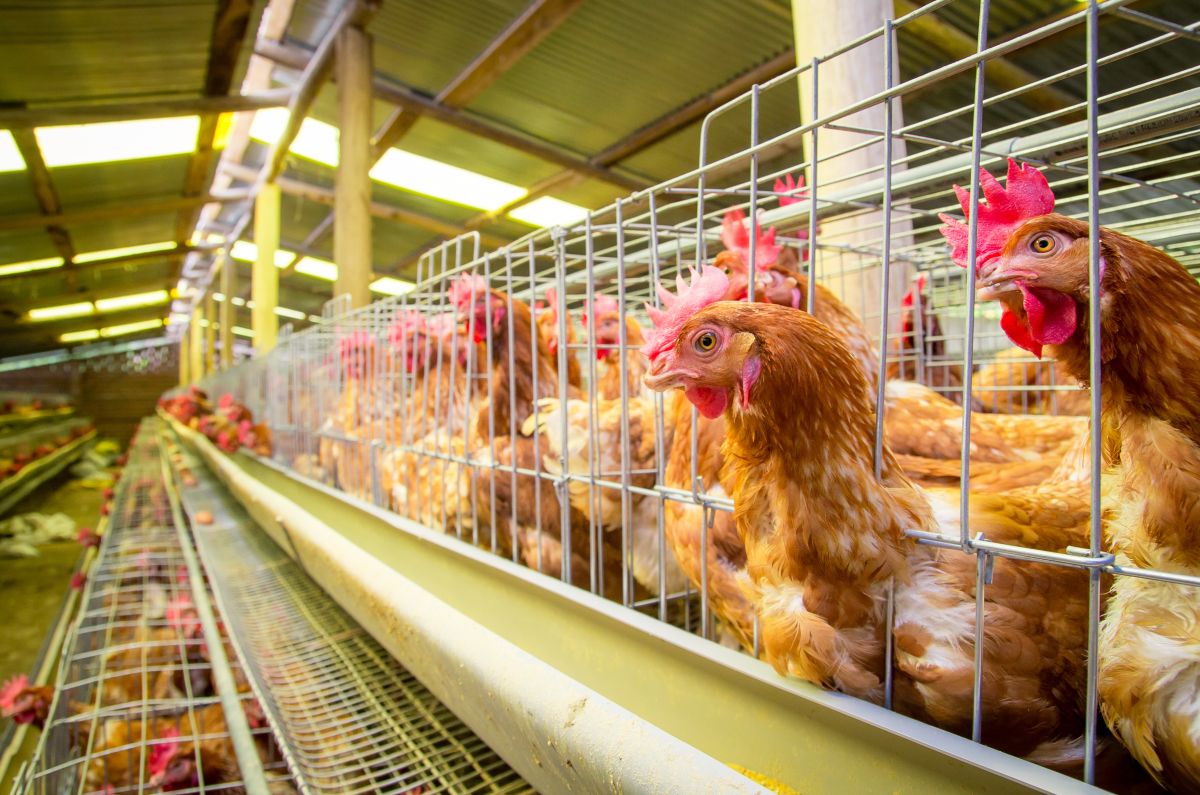 România, fără focare de gripă aviară! ANSVSA impune măsuri stricte crescătorilor de păsări