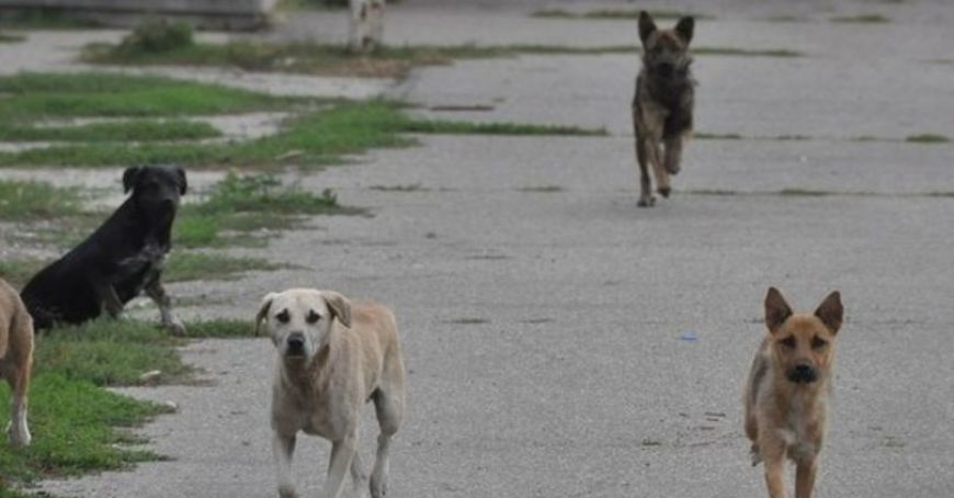 În acest oraș, locuitorii sunt terorizați de câinii fără stăpân! Ultima victimă e un bătrân mușcat de abdomen: „Sunt mulți și atacă în grup”