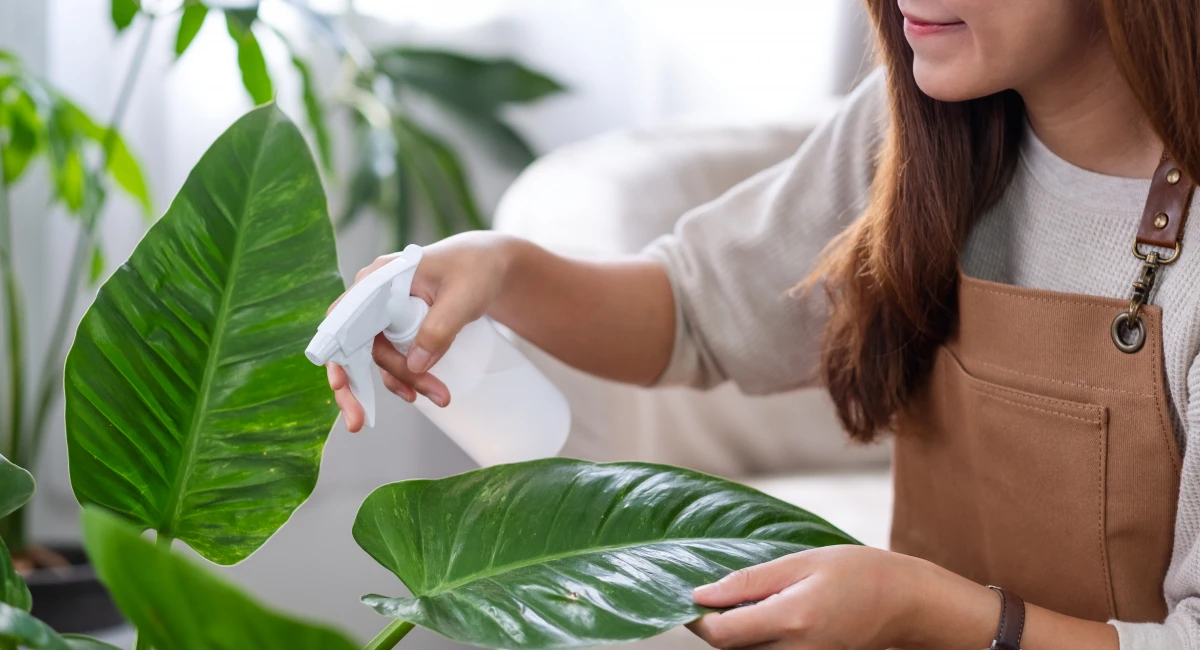 Greșeli pe care le fac oamenii în legătură cu plantele de apartament. Iată ce trebuie să eviţi
