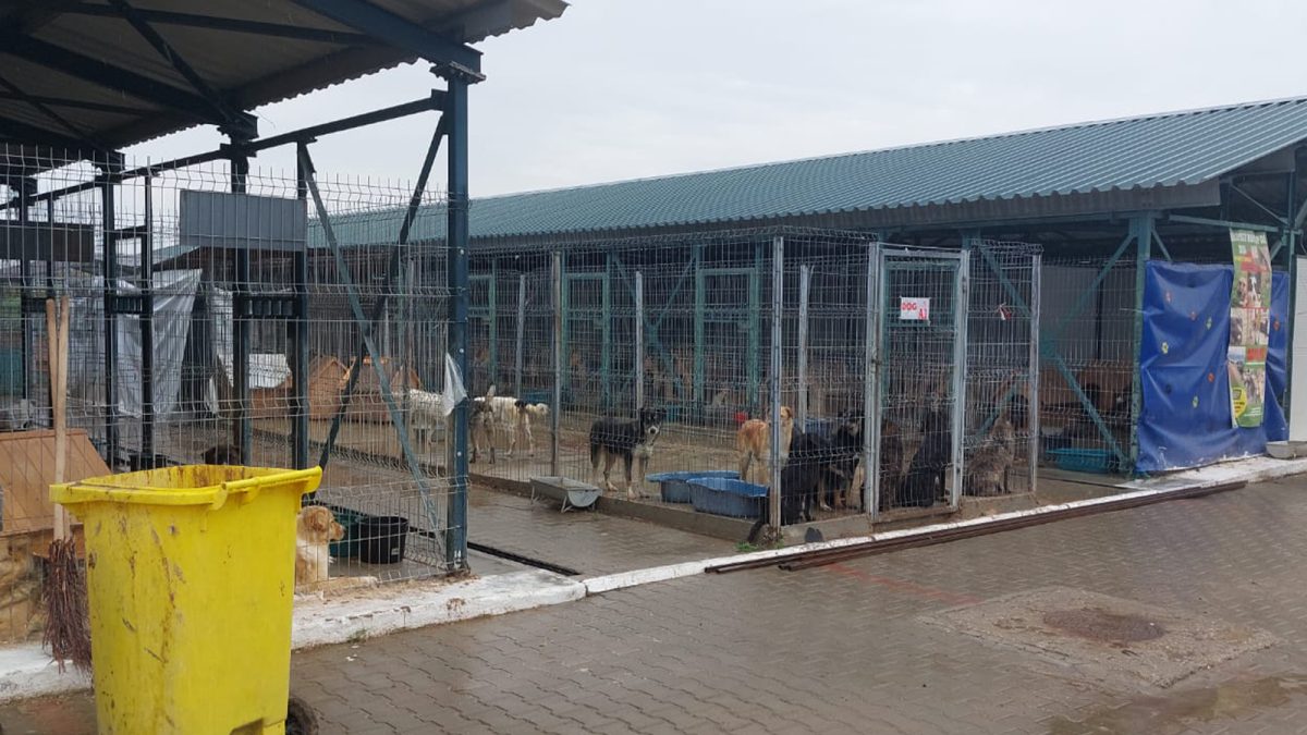 Salubris cumpără peste 150.000 de kilograme de hrană pentru câinii de la padoc. Costul ajunge la 650.000 de lei