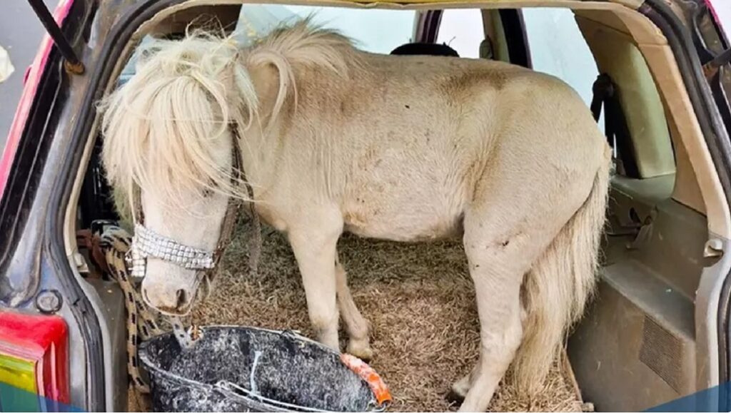 Șoferiță prinsă cu un ponei de 150 kg în portbagajul mașinii roz. Cum a reacționat poliția