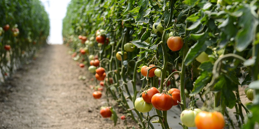 Producătorii din Iași înscriși în programul pentru legumicultori trebuie să aducă documentele justificative vânzării la Direcția Agricolă
