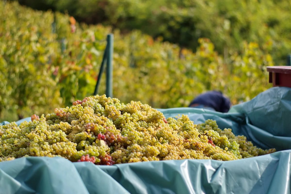 Care sunt cele mai bune soiuri de struguri pentru vin? Iată care se pot cultiva cel mai ușor în grădină!