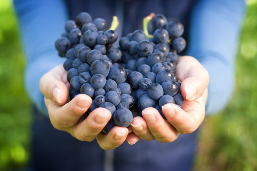 Ce beneficii au strugurii negrii? Iată de ce merită consumați