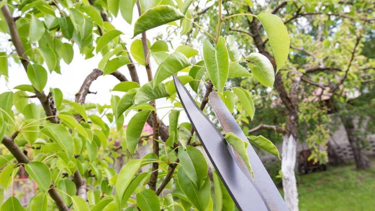 Cum se fac tăierile în verde la prun? Iată ghidul complet pentru o producție bogată și sănătoasă