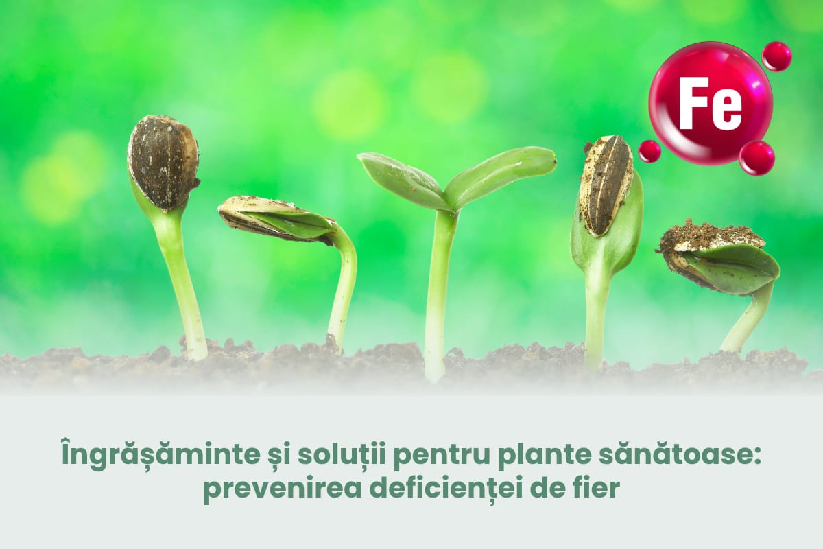 Îngrășăminte și soluții pentru plante sănătoase: prevenirea deficienței de fier