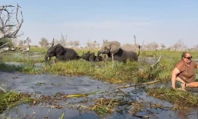 Turiști în panică în Delta Okavango după atacul unui elefant. Ce s-a întâmplat?