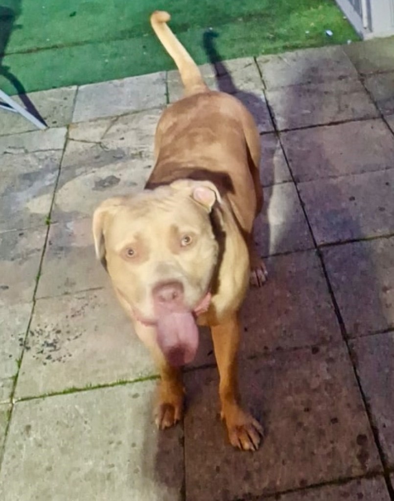 Clipe de groază pentru o familie! Un câine XL Bully a atacat o fetiță de 8 luni și a lăsat-o în comă