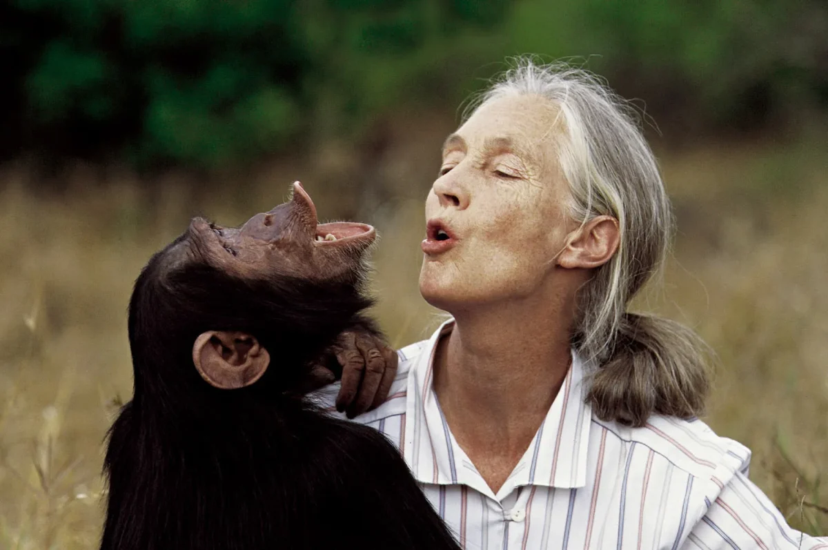 Jane Goodall, pioniera cercetării cimpanzeilor și vocea globală a mediului, a murit