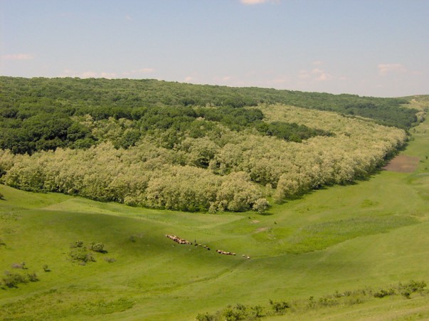 Direcția Județeană de Mediu Iași îi invită pe copii la atelierul „Micii naturartiști” din cadrul “Mârzești Trail Run”
