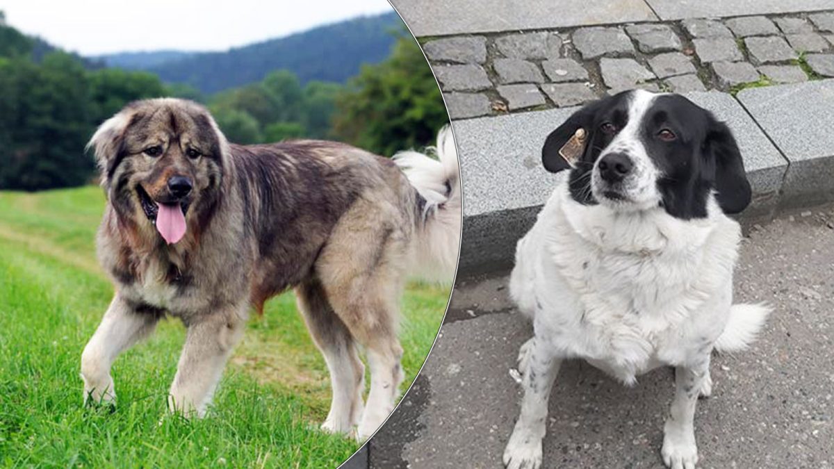 Un bărbat din Iași a omorât un maidanez și un câine ciobănesc cu toporul, de ciudă că iubita sa i-a spus să nu mai bea bere cu paharul