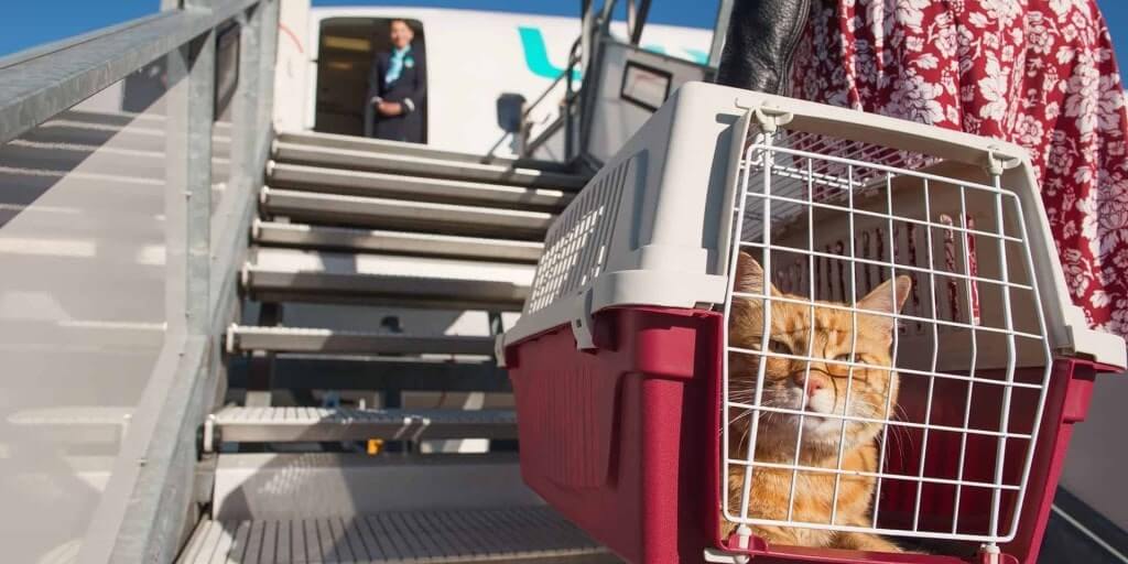 Vești minunate pentru iubitorii de animale! Mai multe locuri la bord pentru câini și pisici