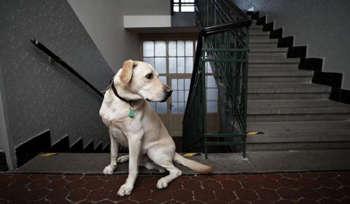Animale de companie la bloc! Ce nu au voie să facă proprietarii! Sancțiunile sunt uriașe!