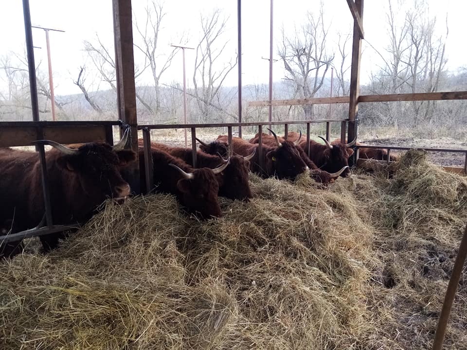ANSVSA transmite că sunt necesare măsuri urgente pentru protejarea animalelor în fața vremii severe