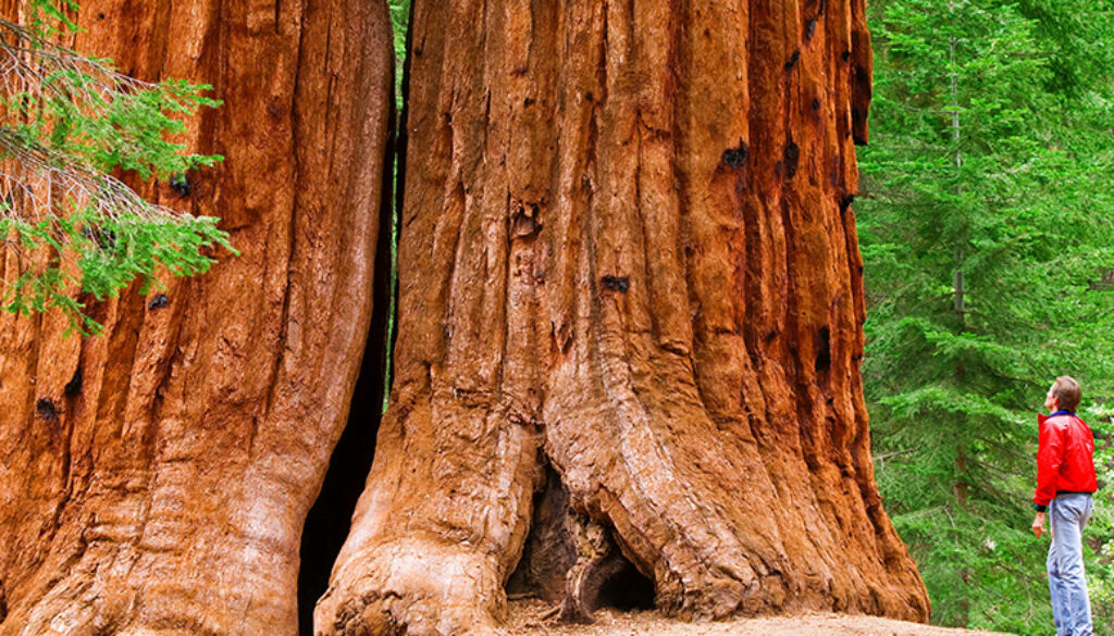 Arborele Sequoia, cel mai mare copac de pe Pământ. Un simbol al măreției și rezistenței