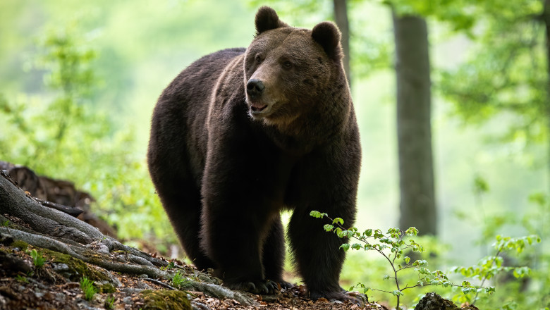 Un alt turist străin, atacat de urs. S-a trezit cu animalul în faţă și nu a mai avut timp de reacție