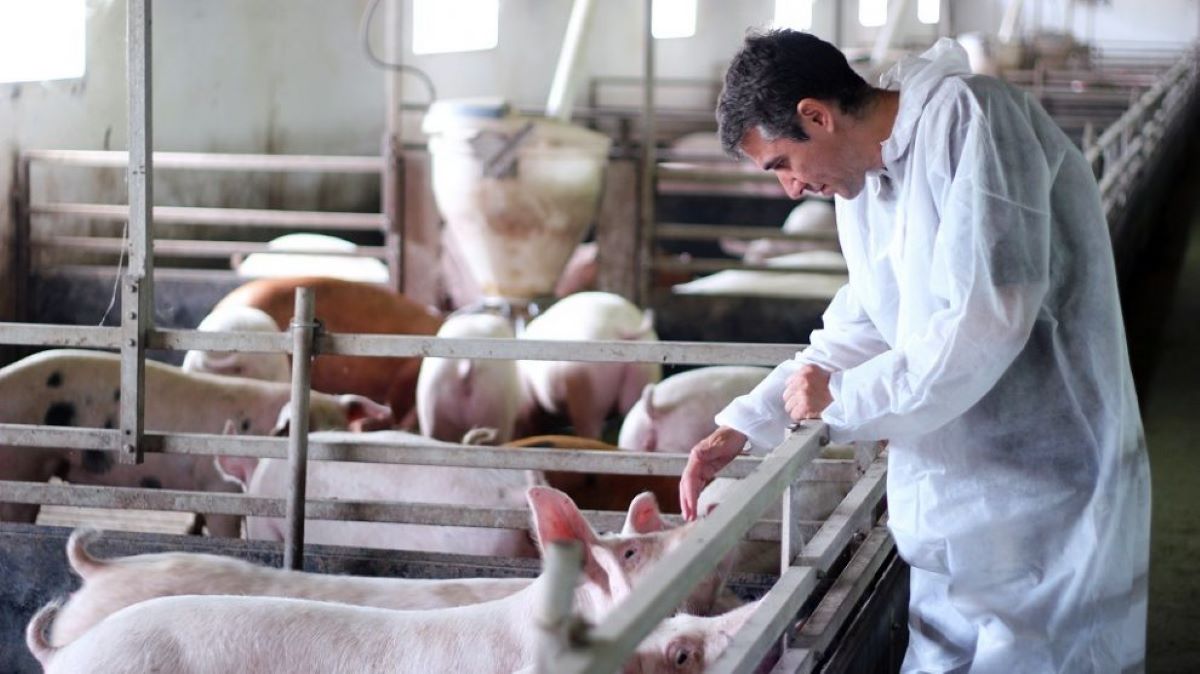 Simptomele bolilor la porci pe care nu trebuie să le ignori! Iată care sunt cele mai periculoase afecțiuni!