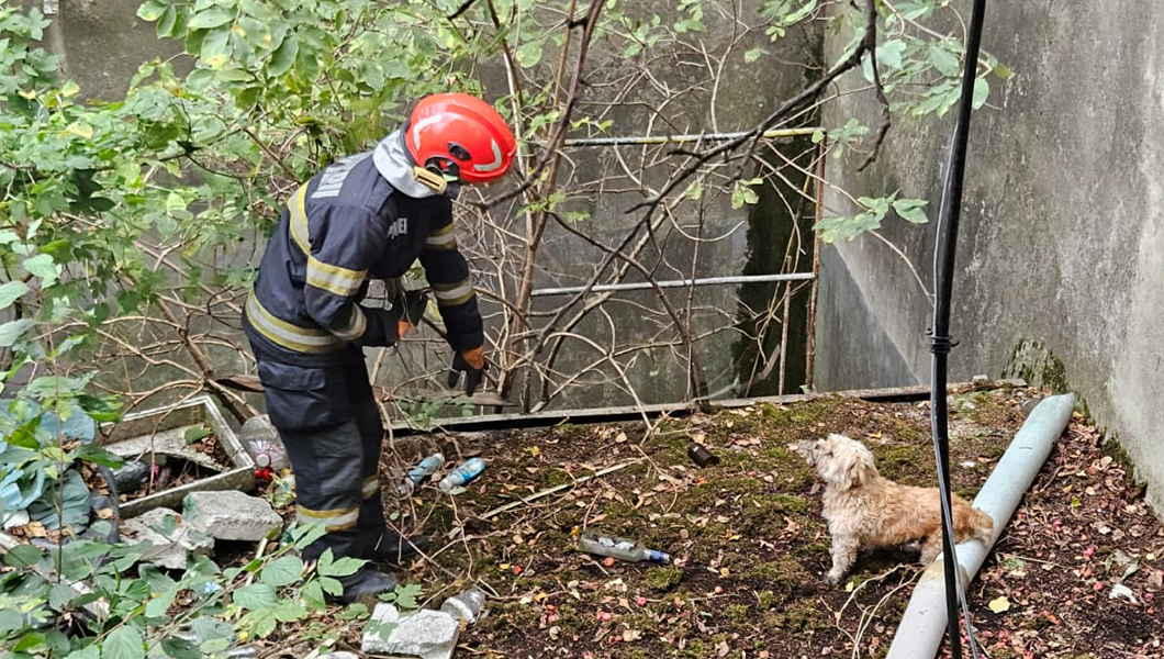Salvare spectaculoasă la Iași! Pompierii intervin pentru un câine căzut într-un canal adânc de 3 metri