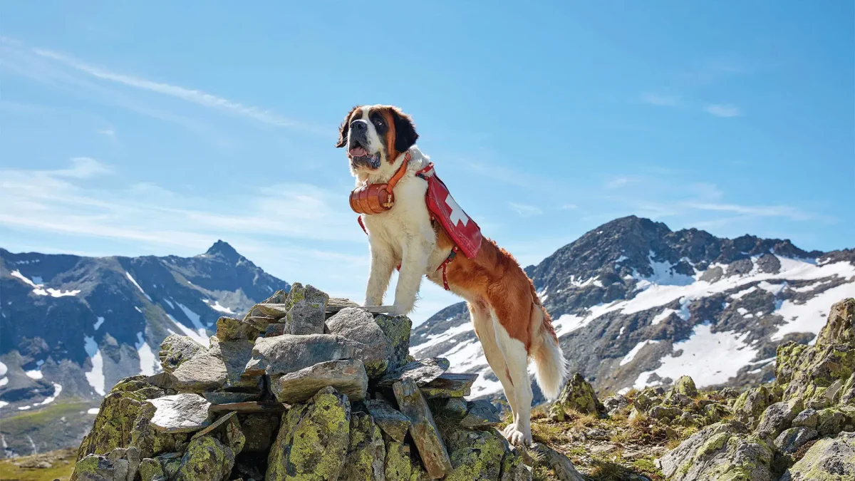 Câinele Saint-Bernard, cel mai altruist patruped. Află toate detaliile despre acest salvator din Alpii Elvețieni!