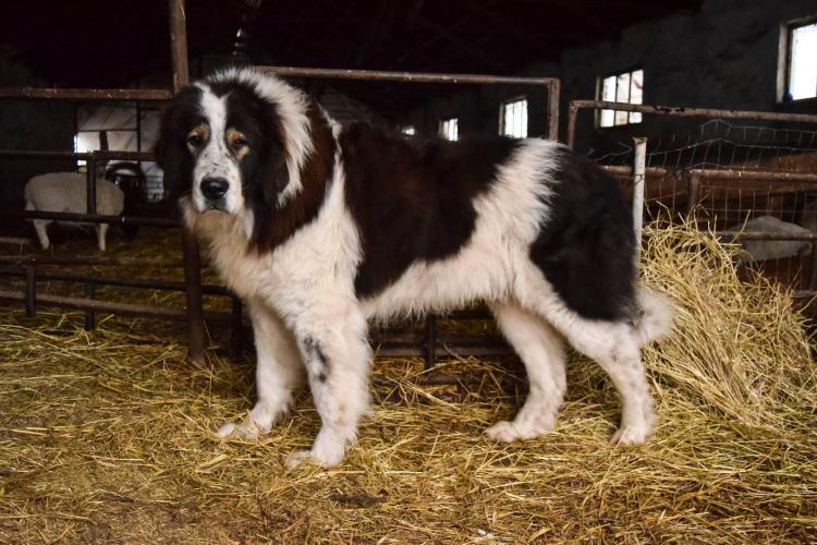 Câinii ciobănești din Bucovina, un simbol al curajului. Un câine potrivit pentru pază și protecție