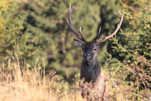 Cerbul carpatin, simbolul sălbăticiei naturii. Regele pădurilor montane, simbolul înțelepciunii
