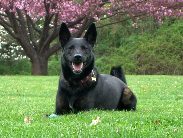 Ciobănescul olandez, cea mai afectuoasă rasă de câine. Animalul recunoscut pentru curajul de care dă dovadă