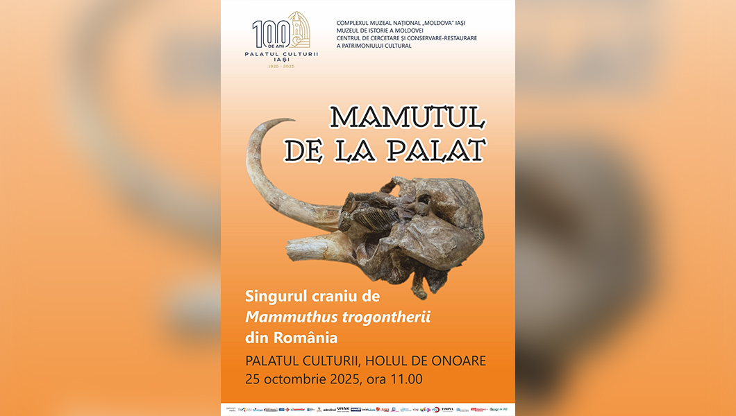 Iașul face istorie! Singurul craniu de Mammuthus trogontherii din România, expus la Palatul Culturii