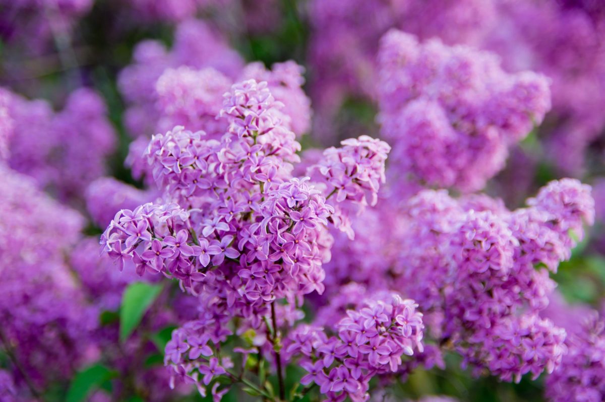 Florile de liliac. Cum te poate ajuta o floare de liliac în tratarea unor afecțiuni?