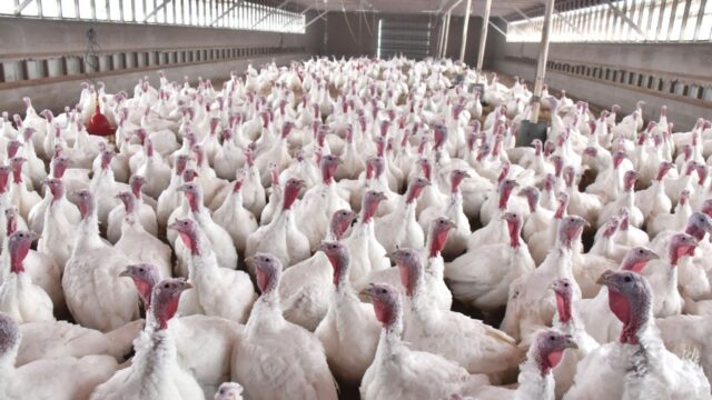 Focar de gripă aviară într-o fermă cu peste 20.000 de curcani. Ce transmite DSVSA Iași pentru crescătorii din România