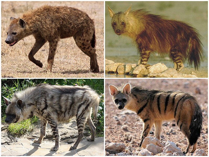 Hienele, unele dintre cele mai viclene animale din lume. Află semnificația fiecărei specii în parte!