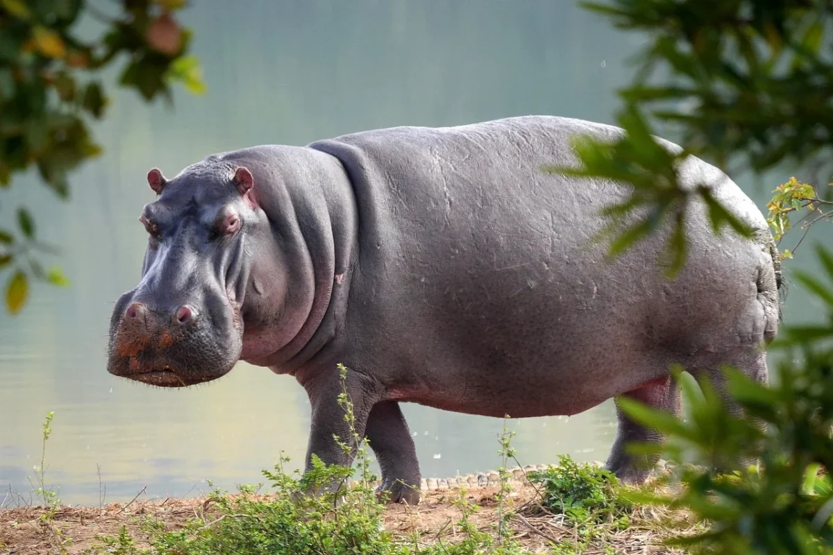 De ce laptele de hipopotam este unic? Iată ce compoziție are și alte câteva curiozități despre acest animal fascinant