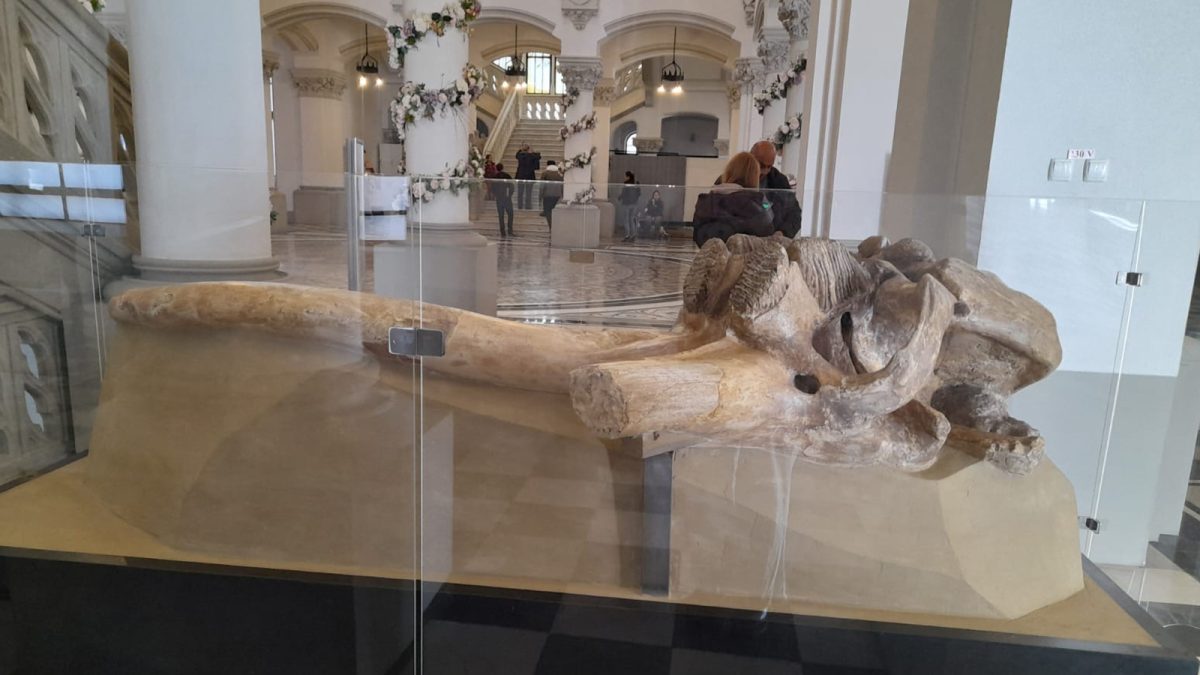 Singurul craniu de mamut de stepă din România a fost expus la Palatul Culturii din Iași. Exponatul are o vechime de aproximativ 350.000 de ani