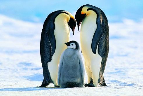 Pinguinul imperial și habitatul uimitor în care trăiește. Cum supraviețuiesc pinguinii imperiali temperaturilor polare extreme
