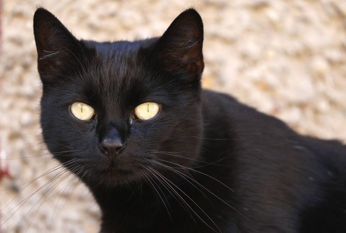 Adopția pisicilor negre, interzisă într-un oraș. Autoritățile explică motivul