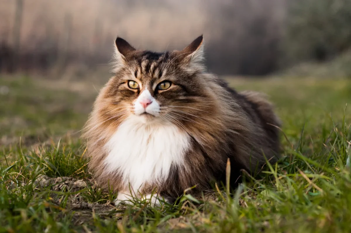 Pisica Norvegiană de Pădure, o rasă frumoasă, blândă și inteligentă. Un animal perfect pentru viața de familie și pentru oricine iubește animalele