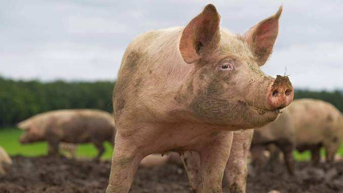 Cât costă un porc de 100-150 de kilograme cu mai puțin de două luni înainte de Crăciun