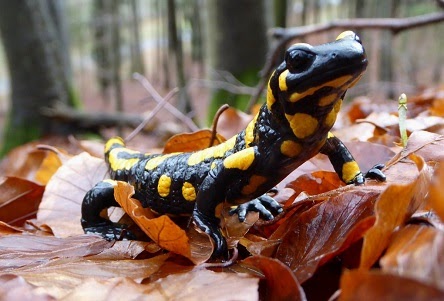 Salamandra, simbolul regenerării și al purificării. Tot ce trebuie să știi despre acest amfibian