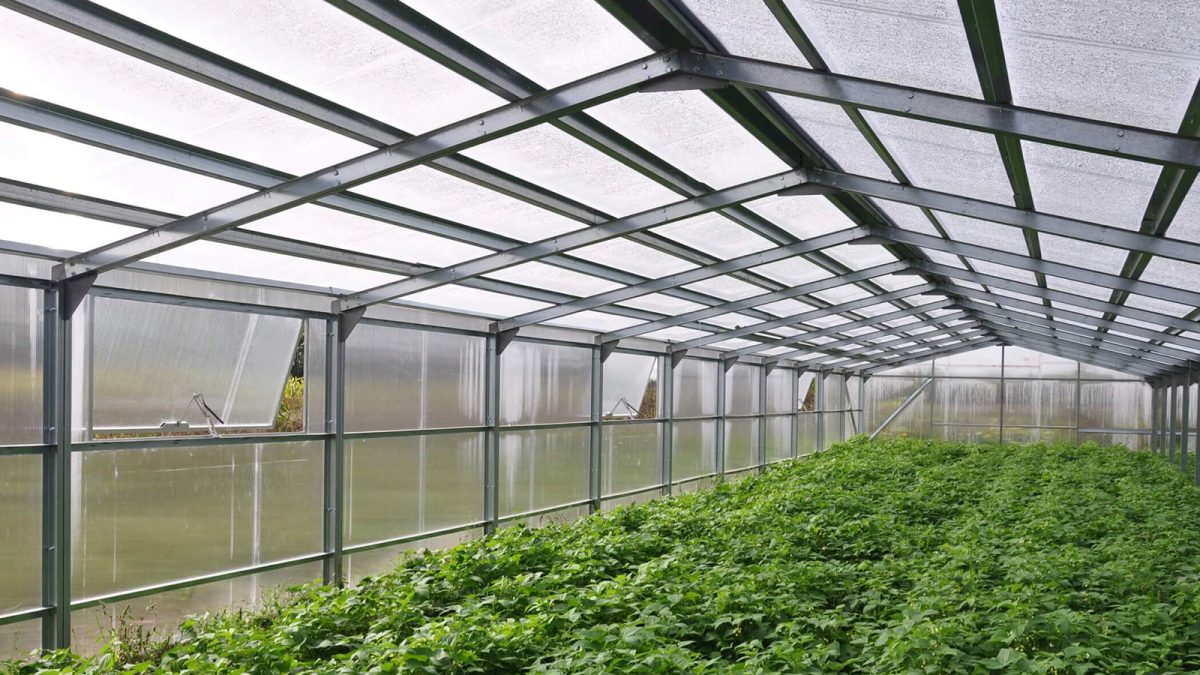 Producătorii care au vândut legumele până la 15 octombrie pot depune documentele justificative la Direcția Agricolă Iași
