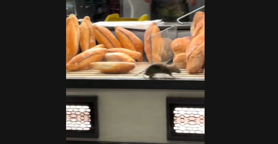 Șobolan uriaș surprins printre pâinile și produsele unei brutării! ANPC reacționează